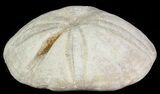 Jurassic Sea Urchin (Clypeus) - England #65842-1
